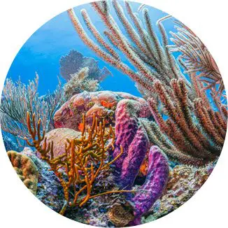 A painting of coral and sea life in the ocean.